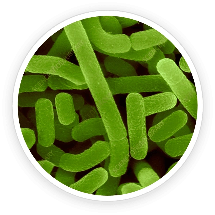 GutOptim ingredient shot from the seller&rsquo;s nine-item grid: a magnified bacterial culture disc