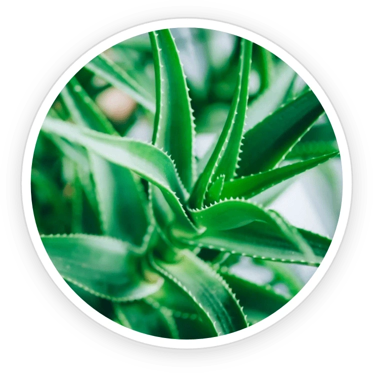 GutOptim ingredient shot from the seller&rsquo;s nine-item grid: a cut aloe vera leaf showing the gel