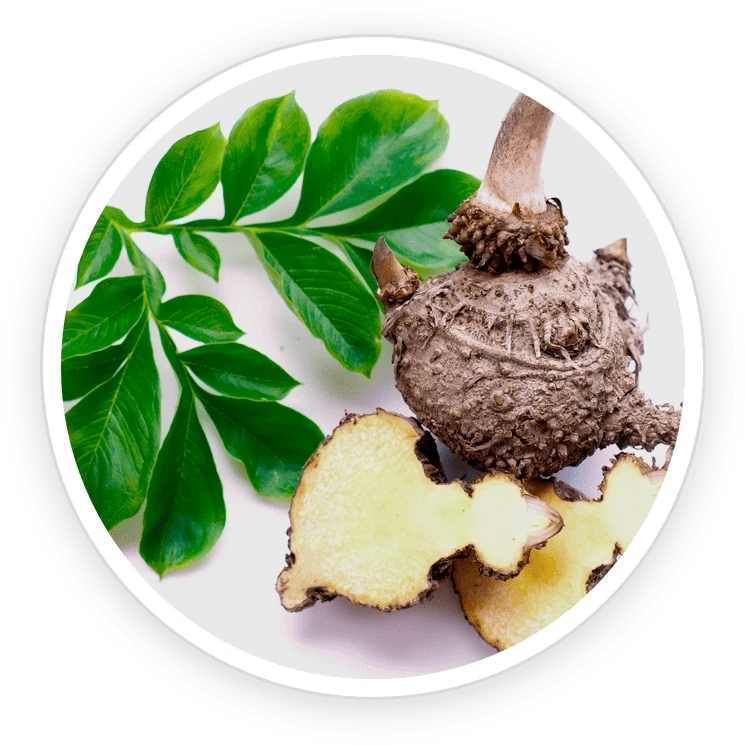 GutOptim ingredient shot from the seller&rsquo;s nine-item grid: konjac root and a bowl of powder